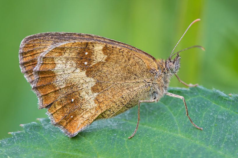 Brauner Schmetterling auf Blatt von Fokko Erhart