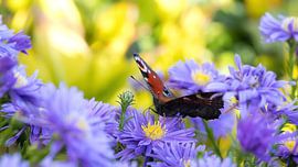 Butterfly on aster blossoms by Bo Valentino