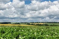 Flowering potato fields in the vicinity of Simpelveld by John Kreukniet thumbnail