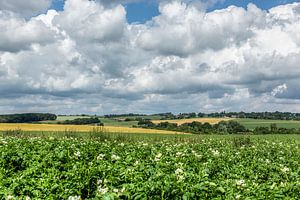 Bloeiende aardappel velden in de omgeving van Simpelveld van John Kreukniet