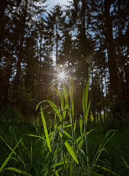 Grassprieten en zonlicht in het bos. van Albert Brunsting