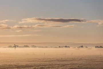 Lever de soleil avec brouillard et cerfs sur Lydia