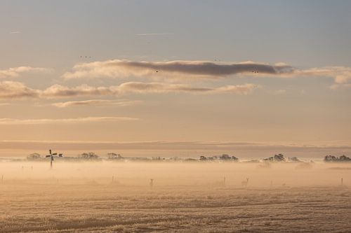 Sunrise with fog and deer