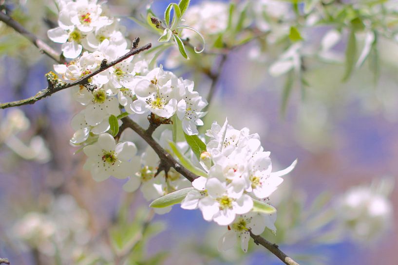 Spring blossom by Marianna Pobedimova