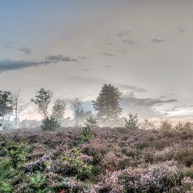 Domaine Den Treek Henschoten, lande, brouillard au sol et coucher de soleil sur Watze D. de Haan