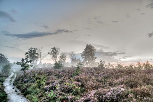 Domaine Den Treek Henschoten, lande, brouillard au sol et coucher de soleil sur Watze D. de Haan