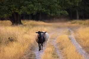 Schapen Dwingelderveld (Drenthe - Nerderland) van Marcel Kerdijk