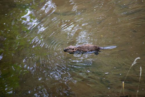 Zwemmende bever in helder water van Thomas Winters