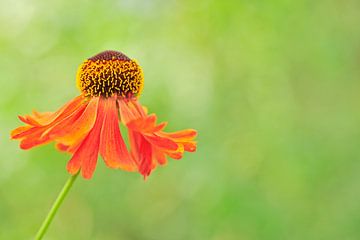 Echinacea purpurea of Rode zonnehoed sur Jeannette Penris