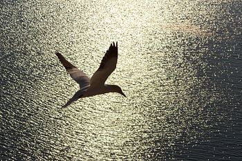 Vliegen bij zonsondergang