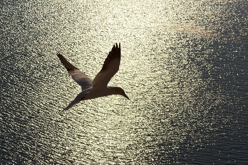 Flying at sunset by Photo- ER