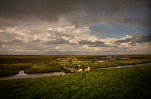 Schapen op de kwelders van de Groninger Waddenkust van Bo Scheeringa Photography