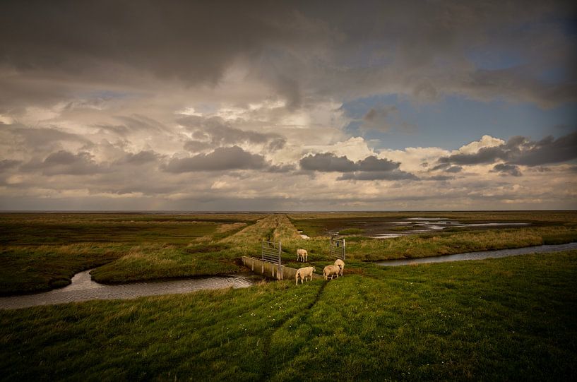 Sheep on the salt marshes of Groningen's Wadden coast by Bo Scheeringa Photography