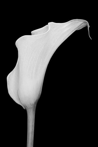 Calla Lily