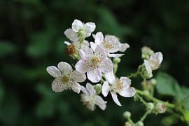 Een polyantha roos van Marvin Taschik