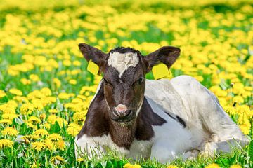 Nahaufnahme eines auf der Weide liegenden schwarz-weißen Kalbs mit Löwenzahn