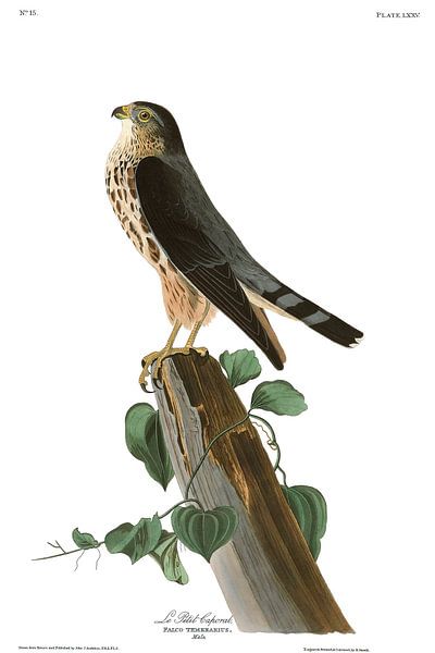Merlin von Birds of America
