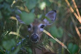 A curious deer by Frank's Awesome Travels