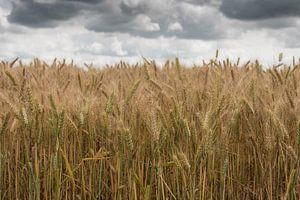 Getreide, unser Lebensmittel...