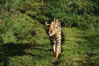 Serval on tour