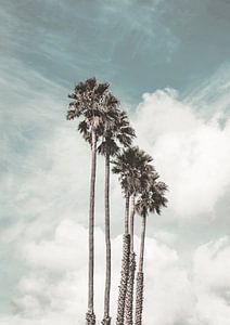 Palms by David Potter