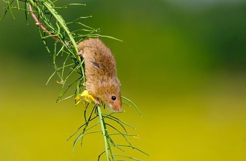 Dwergmuis loopt naar beneden