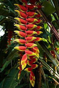 Heliconia rostrata, hängendes tropisches Juwel