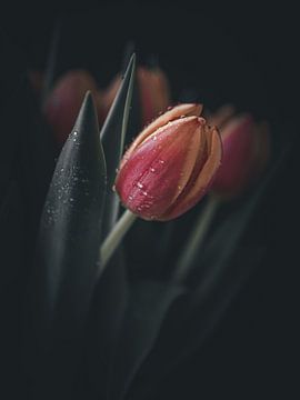 Tulips by Saskia Strack