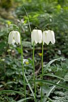 Wilde witte kievitsbloem