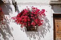 Rosa Bougainville im Fenster Spanien, Althea von Hannah Hoek Miniaturansicht