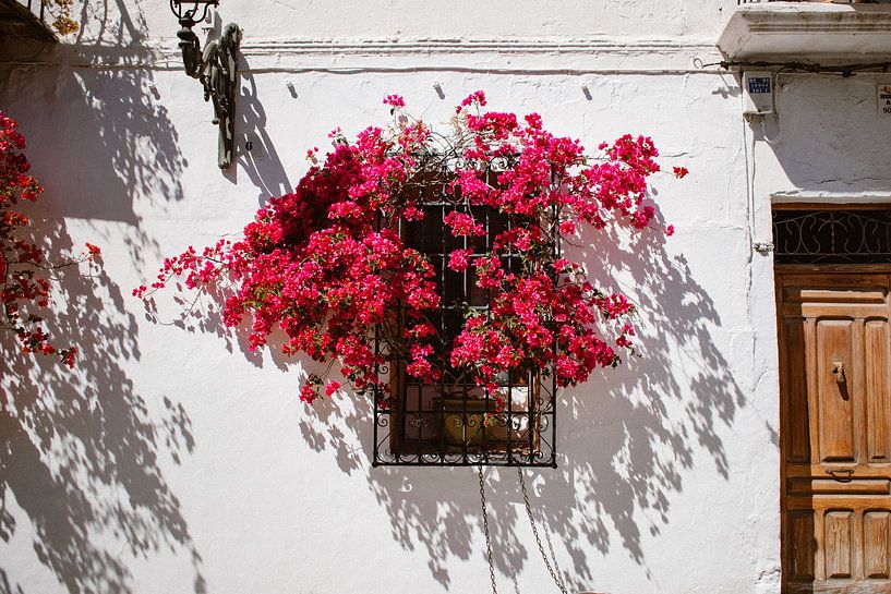 Rosa Bougainville im Fenster Spanien, Althea von Hannah Hoek