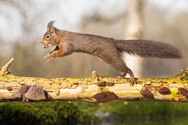 Squirrel in the jump -with beech nut by Servan Ott