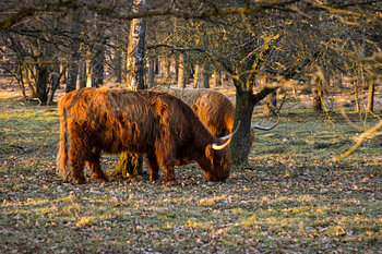 Grazers Veluwe