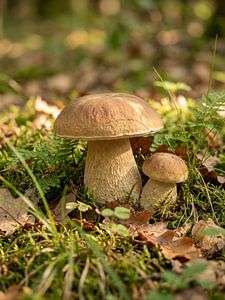 Pilze