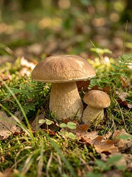 Paddenstoelen - Eekhoorntjesbrood