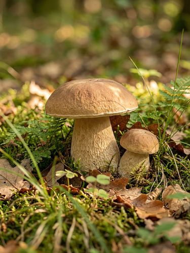 Paddenstoelen - Eekhoorntjesbrood van Max Steinwald