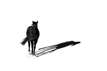 Fine Art silhouette van een zwart paard met schaduw van Femke Ketelaar