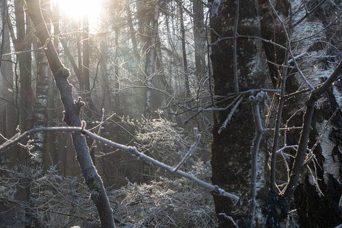 WinterWonderLight 03