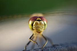 Are you looking at me?