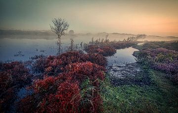 Vogelmeer in de Schoorlse duinen met mist van peterheinspictures