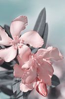Oleander