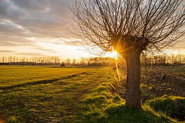 Sonnenuntergang und Sonnenstern Kopfweide von Amy Harper