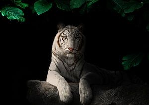 Weißer Sibirischer Tiger im Schatten