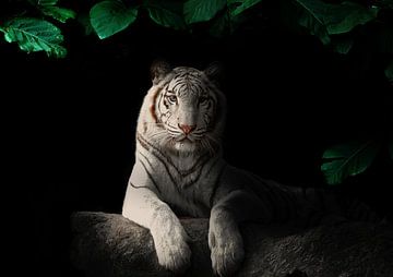 Witte Siberische tijger in de schaduwen van Bert Hooijer