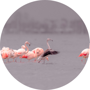Flamingo's in de Hollandse delta van René van Leeuwen