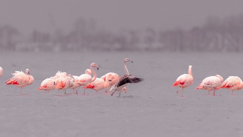 Flamingos in the Dutch delta by René van Leeuwen