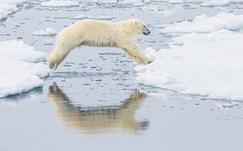 Eisbär wagt den Sprung