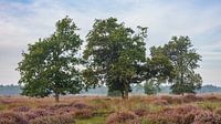 Heather with trees in the Loonse and Drunense Dunes