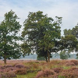 Heide met bomen in de Loonse en Drunense Duinen van Ingrid Bergmann  Fotografie