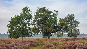 Heather with trees in the Loonse and Drunense Dunes